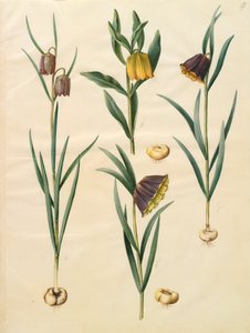 Fritillaria meleagris